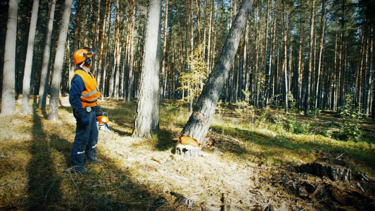 Haanja looduspargi varjupool: “Kuuuurija” võtab vaatluse alla kohalikke elanikke muserdava metsaraie thumbnail